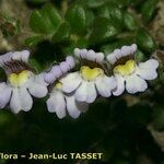 Chaenorhinum villosum फूल