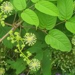 Aralia californicaЛіст