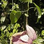 Aristolochia gorgona Altro