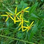 Senecio ovatusFlower