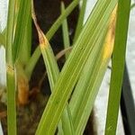 Cyperus longus Folha