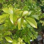 Rosa laevigata Leaf