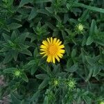 Inula spiraeifolia Flower