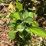 Malus coronaria Leaf