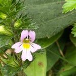 Euphrasia pectinata Flower