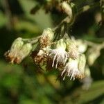 Chromolaena odorata Flor