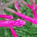 Salvia involucrata Flower