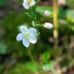 Centaurium erythraea ᱵᱟᱦᱟ