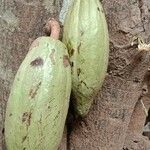 Theobroma cacao Frukto