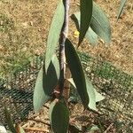 Eucalyptus lacrimans Leaf