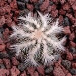 Echinocereus viridiflorus ഇല