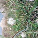 Allium ericetorum 花