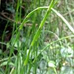 Equisetum laevigatum অভ্যাস