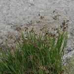 Luzula alpinopilosa Hábito