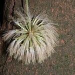 Cojoba catenata Fruto