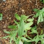 Monarda punctata Leaf