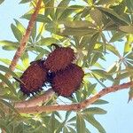 Sterculia murex Fruit