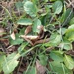 Rumex pulcher Leaf