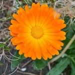 Calendula officinalisBlüte