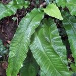 Asplenium scolopendriumFolio