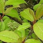 Viburnum prunifolium Leaf