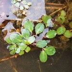 Ludwigia peploides Blatt