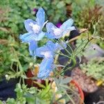 Delphinium leroyi Λουλούδι