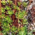 Saxifraga cuneata Liść