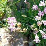 Silene secundiflora 花