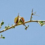 Combretum aculeatum Fruto