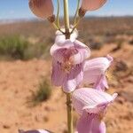 Penstemon palmeri Flor