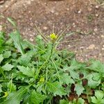 Sisymbrium erysimoides عادت