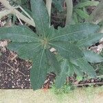 Pittosporum undulatum Leaf