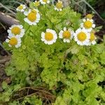 Mauranthemum paludosum Агульны выгляд