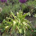 Allium giganteum Hábito