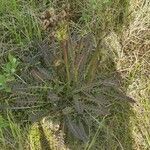 Pedicularis sceptrum-carolinum Leaf