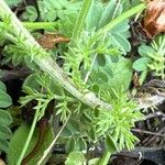 Anthemis ruthenica Feuille