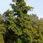 Liriodendron tulipifera Vekstform