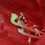 Rhododendron thomsonii Flor