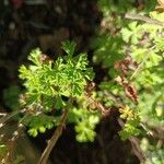 Pelargonium crispum Leht