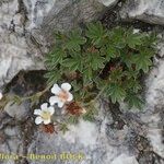 Potentilla clusiana Vekstform