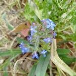 Anchusa azureaЦвят