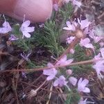 Thymus caespititius Hoja