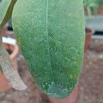 Acokanthera oblongifolia Φύλλο