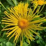 Inula heleniumFlower