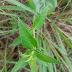 Aspilia mossambicensis Hoja