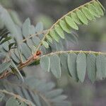 Lonchocarpus rugosus Цвят