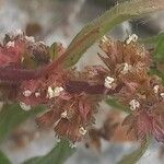 Parietaria judaica Flower