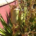 Yucca aloifolia Fruchs