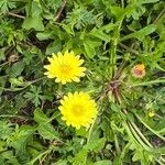 Agoseris apargioides Flower